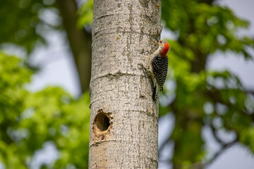 The Red-bellied Woodpecker (Melanerpes carolinus) a pair of woodpecker at the nest cavity