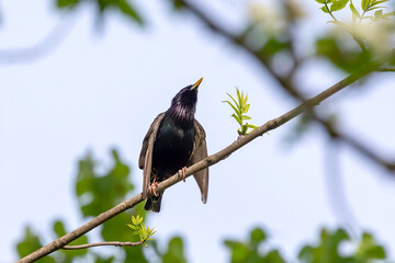 European Starling (Sturnus vulgaris). Bird. Every spring, European starlings nesting in the trees of city parks. Natural scene from Wisconsin.