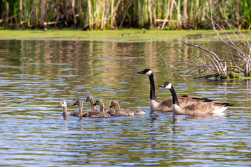 Canada goose with gosling on the lake Michigan. Natural scene from Wisconsin.