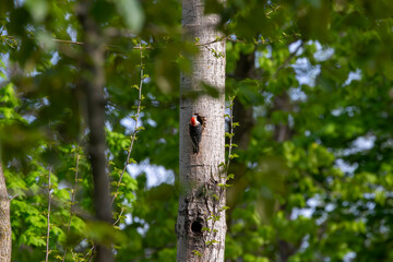 Fototapeta premium The Red-bellied Wodpecker (Melanerpes carolinus) at the nest cavity