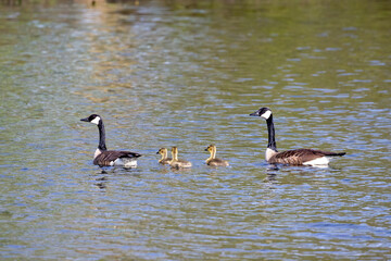 Canada goose with gosling on the lake Michigan. Natural scene from Wisconsin.