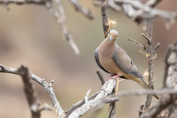 Mourning Dove on Desert Tree Branch