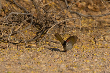 Green-Tailed Towhee Sparrow on Desert Floor