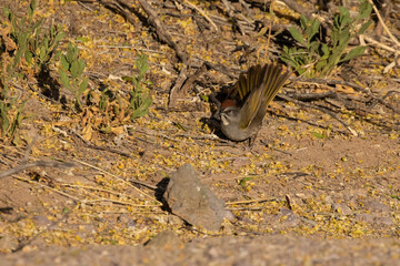 Naklejka na ściany i meble Green-Tailed Towhee Sparrow on Desert Floor