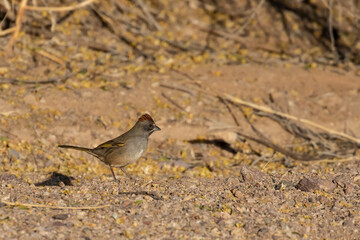 Green-Tailed Towhee Sparrow on Desert Floor