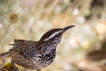 Cactus Wren in Sonoran Desert Environment