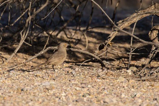 Curve-Billed Thrasher Bird Foraging on the Desert Floor