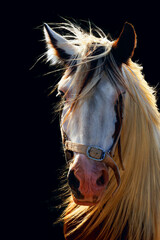 Horse, sunny portrait. Black background, red mane, light colors.