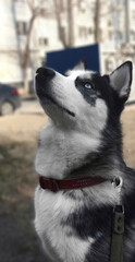 A Siberian Husky with blue eyes looks at the sky