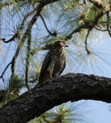 Fledgling Red Shouldered Hawk Gazes at the World in Wonder