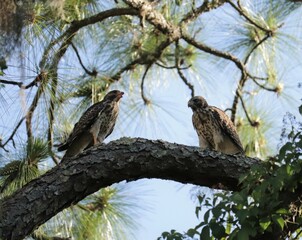 Fledgling Red Shouldered Hawk Siblings