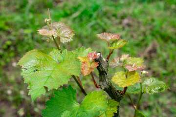 ブドウの新芽と苗木