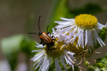 FLOWER,TREE,PLANTS,ANIMALS, LANDSCAPE