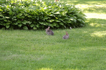 Bunnies