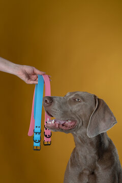 weimaraner dog in photography studio in front of yellow background posing with blue and yellow collars hand held with hand in photo studio shot verticaly
