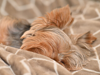 yorkshire terrier sleeping