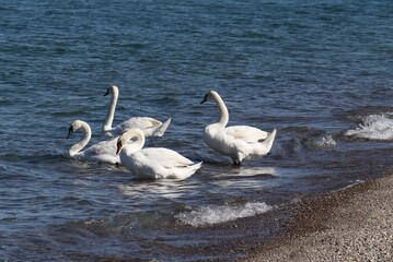 Trumpeter Swans
