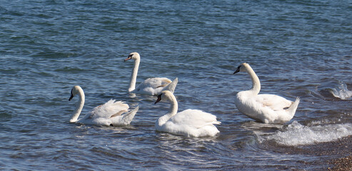 Obraz premium Trumpeter Swans
