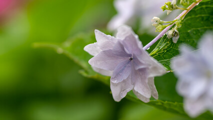 アジサイも泣き言…雨もほどほどに…