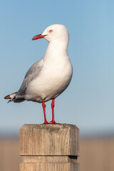 Seagull portrait against sea shore. Close up view of white bird seagull sitting by the beach. Wild seagull with natural blue background.