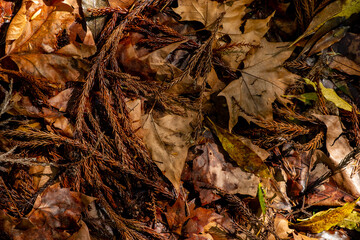 Colorful Maple Leaves on the Ground in Autumn.
