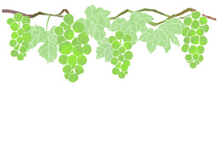 マスカットと葉の背景イラスト