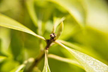庭木アセビのクローズアップ