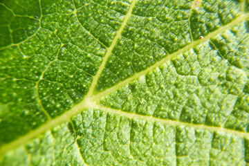 鮮やかな葉っぱの接写