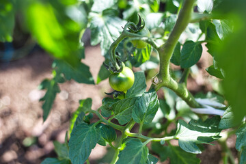 なりかけの青い実のトマト