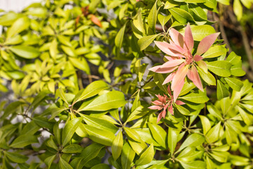 庭木アセビの全体像