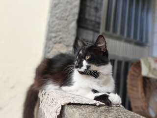 cat