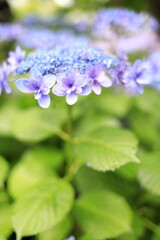 Fototapeta premium 鎌倉のガクアジサイ (青紫一朶)