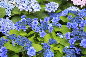 鎌倉のガクアジサイ (青紫)
