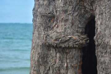 The bark is a naturally beautiful bark.