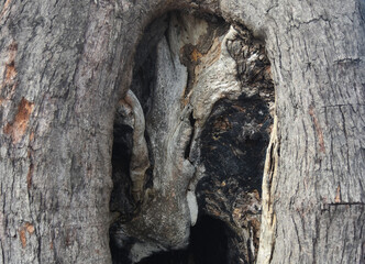 The bark is a naturally beautiful bark.