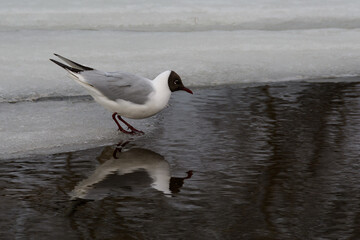 A seagull on the edge of the ice leaned over and froze before jumping into the water, a cloudy spring day.