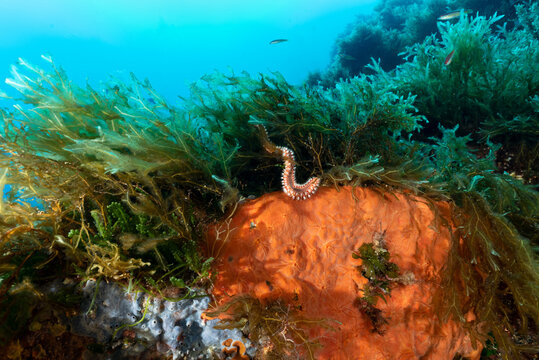 Vermocane, Hermodice carunculata, tra alghe e spugne colorate