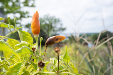 selectively focus on the chili or pepper which is rotten due to plant pests and bad weather, so that farmers fail to harvest	
