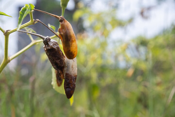 selectively focus on the chili or pepper which is rotten due to plant pests and bad weather, so...