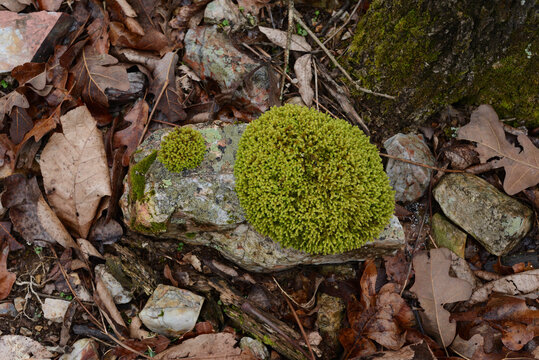 Moss On Stone, Beavers Bend State Park, Broken Bow, OK