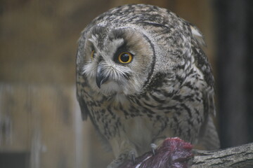 great horned owl