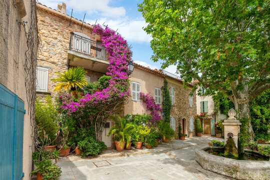 Fototapeta Colorful purple bougainvillea flowers line the narrow streets of the Old Town area of the medieval village of Grimaud, France, in the hills above Saint-Tropez on the Cote d'Azur.