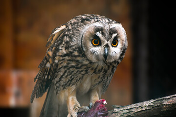 great horned owl