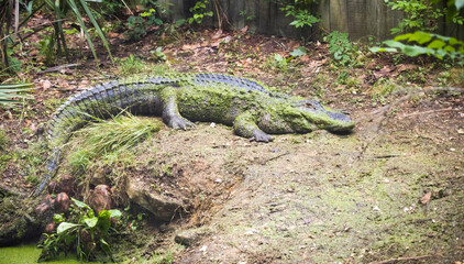 American Alligator covered in moss at a zoo in Alabama.