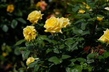 Landora rose in full blooming