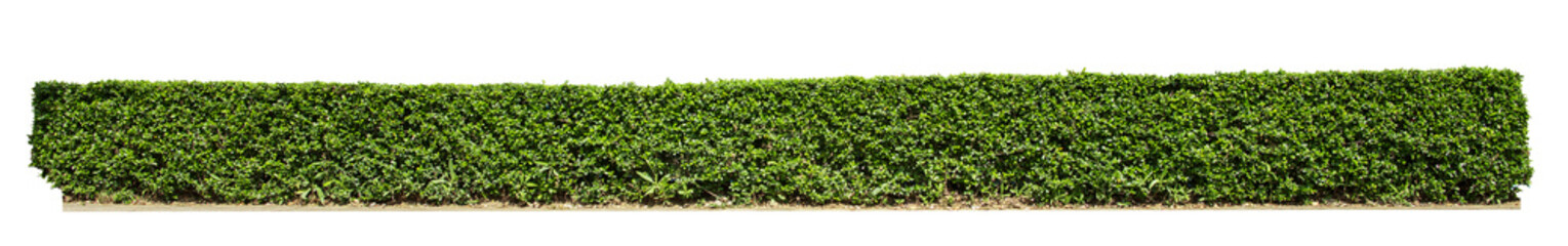 Fototapeta na wymiar Tropical Flower shrub bush fence tree isolated plant with clipping path.