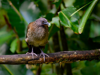 Grey-headed chachalaca standing on log against green background