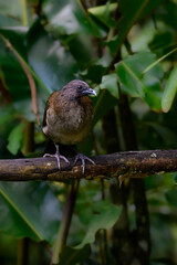 Grey-headed chachalaca standing on log against green background