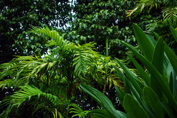 Fototapeta na wymiar Lush, green variety of tropical plants in a cloud forest/rainforest