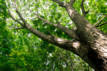 Looking up into a tropical rainforest canopy with umbrella tree above